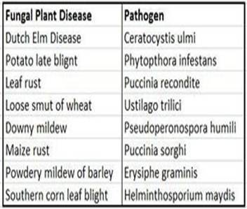 300px-Fungalplantdisease